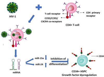Contrasting mechanistic susceptibilities of hematopoietic and endothelial stem-progenitor cells in respective pathogeneses of HIV-1 and SARS-CoV-2 infections